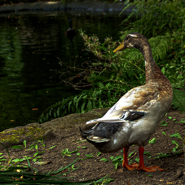 20240908_halberstadt tiergarten (d800+d2x)