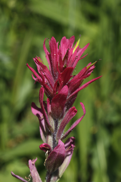 Wyoming Paintbrush