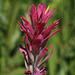 Wyoming Paintbrush