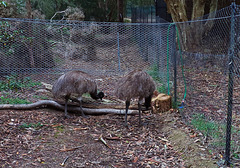 emu teenagers