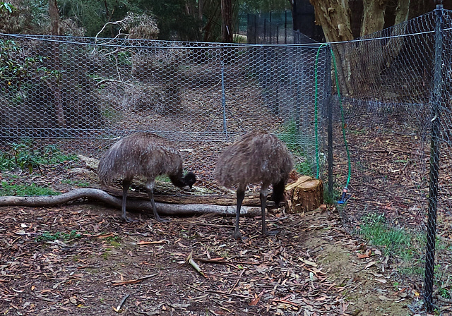 emu teenagers