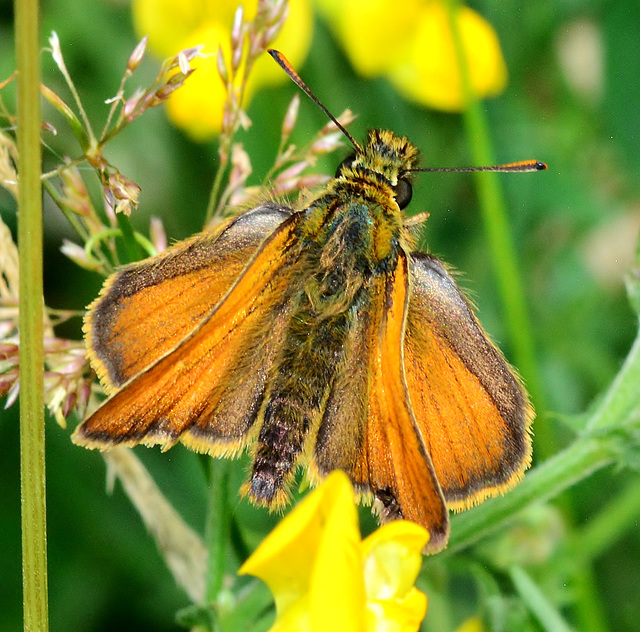 Small Skipper. Thymelicus sylvestris