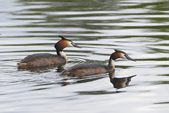 EF7A8383greatcrestedgrebes