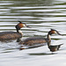 EF7A8383greatcrestedgrebes