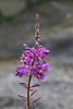 Fireweed