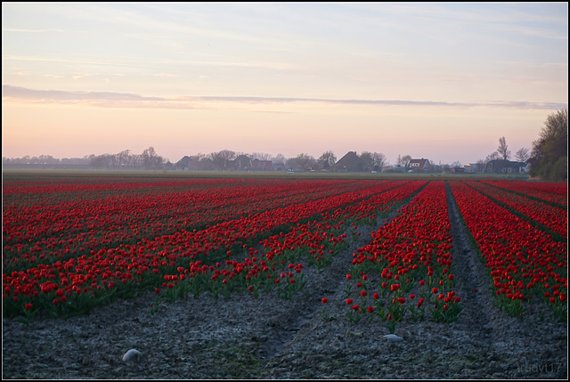 tulipfields