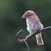 Sparrow Fledgling