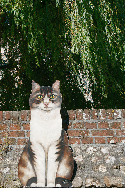 Chat plat