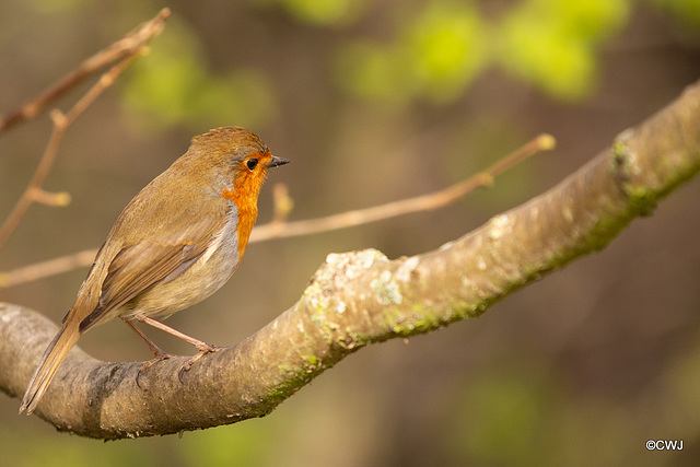 The Gazebo Robin pitched up today with a mate!