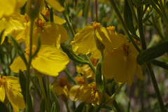 Psylostropha sparsiflora; Green Stem Paperflower , Grand Canyon USA L1010438