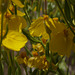 Psylostropha sparsiflora; Green Stem Paperflower , Grand Canyon USA L1010438