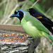 Day 7, Green Jay and Red-winged Blackbird
