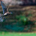 Merlin in flight