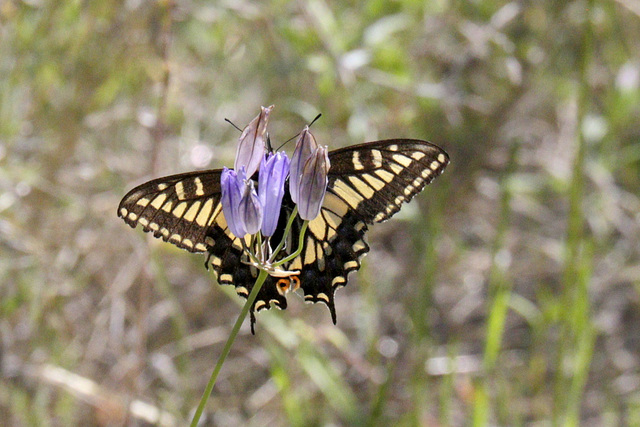 Pale Swallowtail