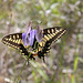 Pale Swallowtail