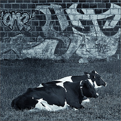 #SH07 - A graffiti picture