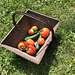 TOMATES et CONCOMBRES