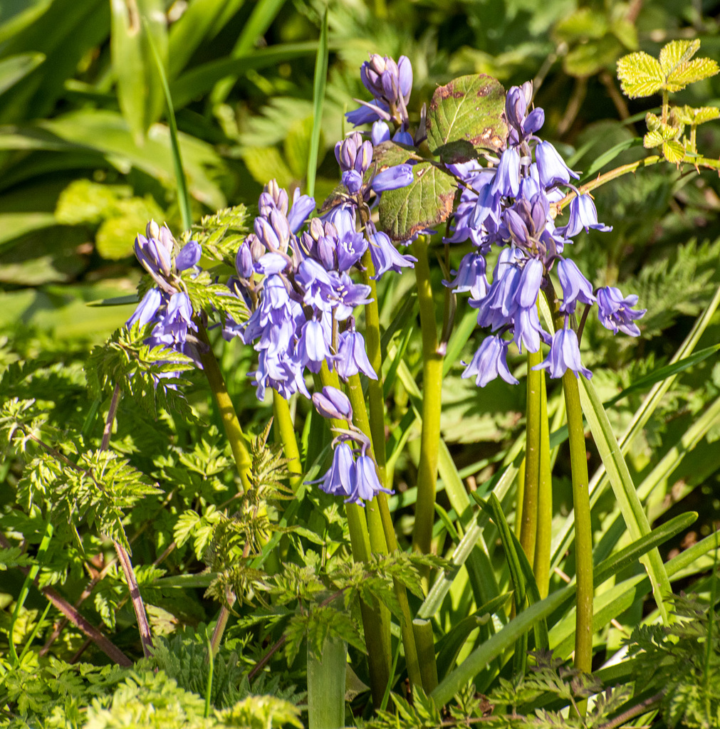 Bluebells