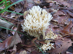 Clavaria