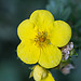 20210902 4382VRMw [D~LIP] Fingerstrauch (Potentilla fruticosa, Bad Salzuflen