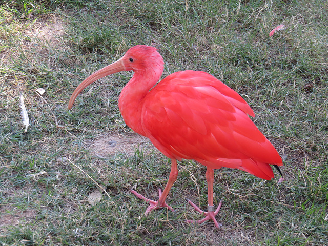 Scarlet Ibis