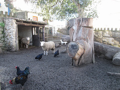 Sheep and chicken in a fenced area.