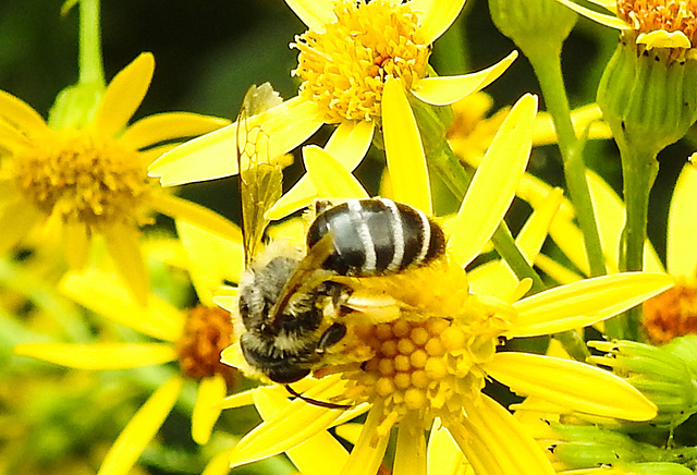 20230722 2789CPw [D~LIP] Jakops-Greiskraut, Bindensandbiene (Andrena flavipes), BS