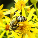 20230722 2789CPw [D~LIP] Jakops-Greiskraut, Bindensandbiene (Andrena flavipes), BS