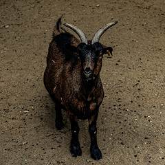 20240908_halberstadt tiergarten (d800+d2x)