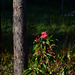 Flowering Red Gum