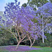 Jacarandas