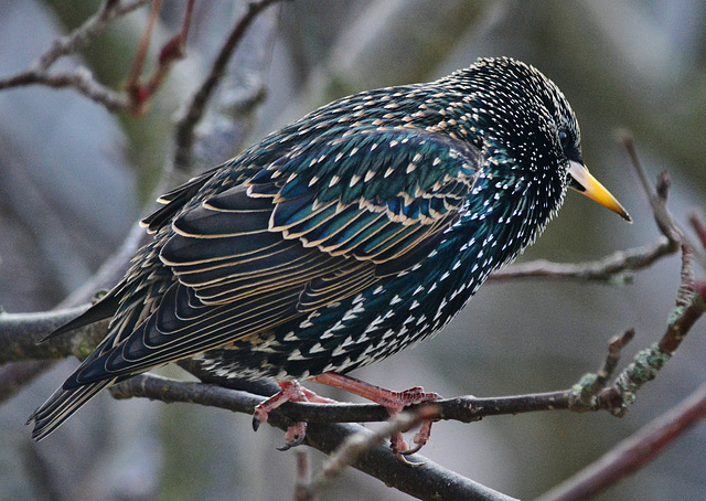 Starling