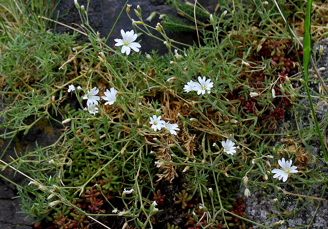 Cerastium arvense