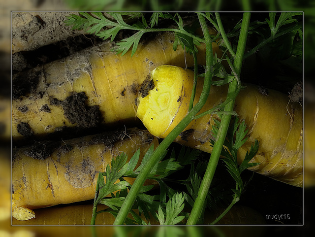 yellow carrot , gele wortel