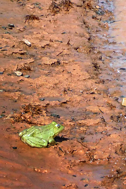 Jump, Hesitating Frog!