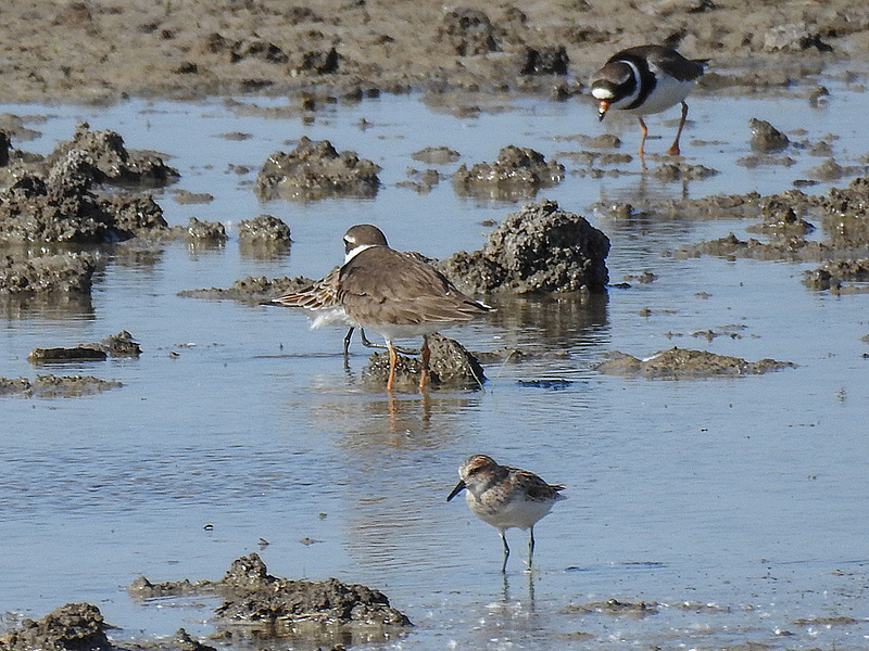 20170518 1566CPw [A+H] Sandregenpfeifer (Charadrius hiaticula), Sanderling (Calidris alba), Neusiedler See