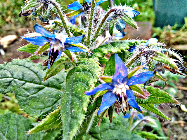 Au jardin : La Bourrache avec HDR