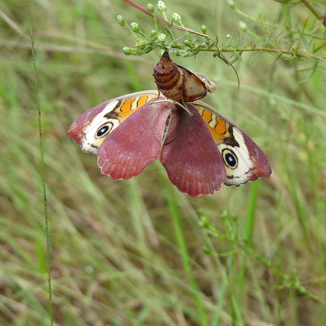 Common buckeye emerging from chrysalis