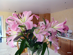 Kitchen Lilies