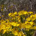 Psylostropha sparsiflora; Green Stem Paperflower, Grand Canyon USA L1010440