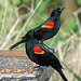 Day 7, Red-winged Blackbirds