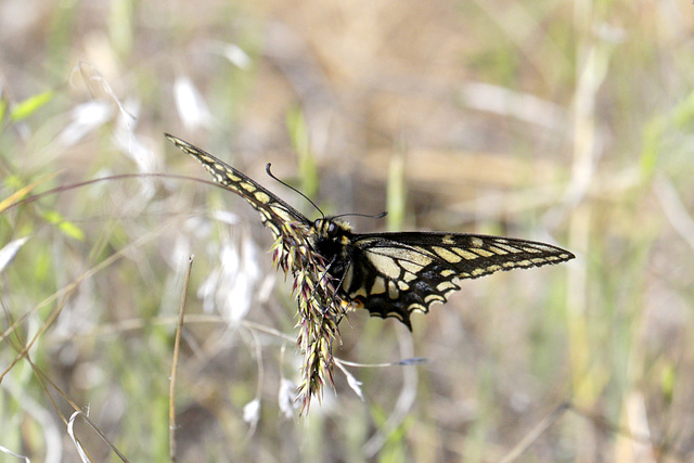 Pale Swallowtail