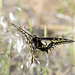 Pale Swallowtail