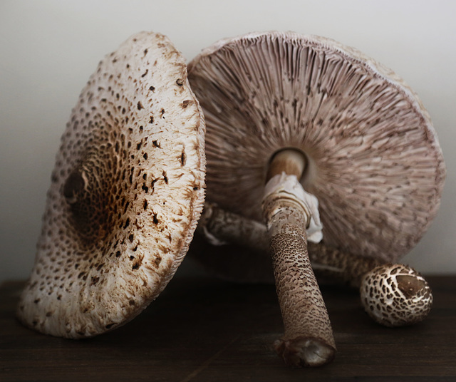 parasol mushrooms