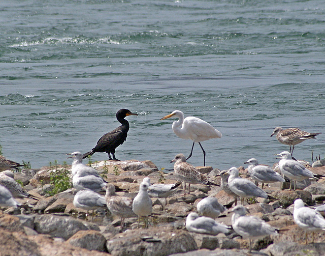 37/50 grande aigrette-great egret