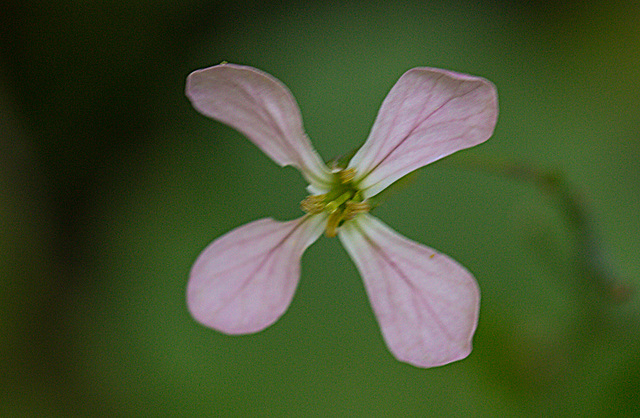 20210902 4383VRMw [D~LIP] Rettich (Raphanus sativus), Bad Salzuflen
