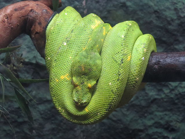 Green Tree Snake