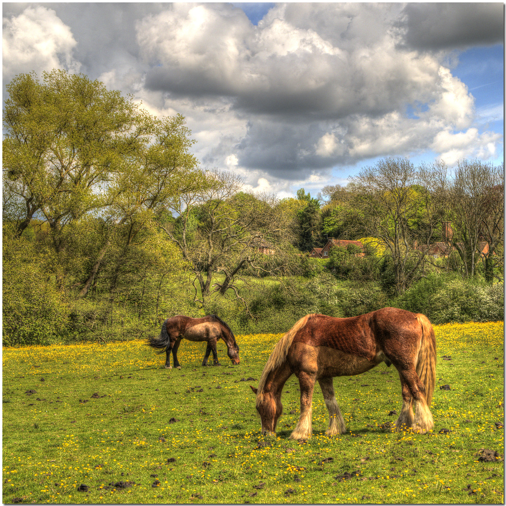 Medway Horses