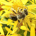 20230722 2791CPw [D~LIP] Jakops-Greiskraut, Bindensandbiene (Andrena flavipes), BS