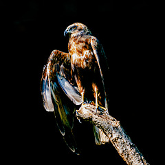 20240908_halberstadt tiergarten (d800+d2x)